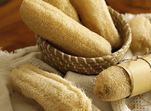 Xơ mướp thanh nhiệt cầm máu 1