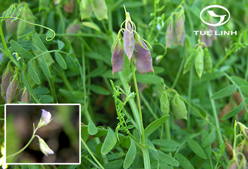 Lens culinaris Medik. 1 Lens culinaris Medik. 1