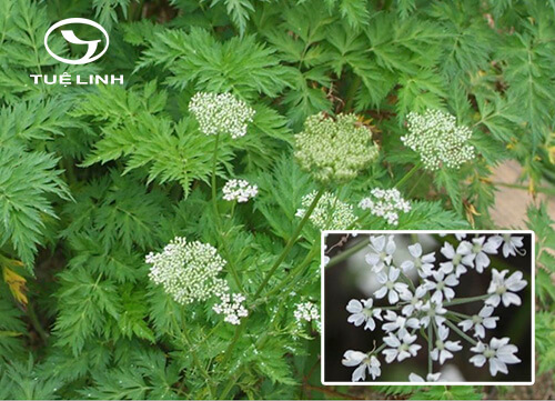 Ligusticum sinense Oliv. 1