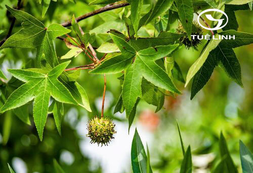 Liquidambar orientalis Mill. 1 Liquidambar orientalis Mill. 1