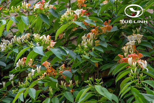 Lonicera calcarata Hemsl. 1 Lonicera calcarata Hemsl. 1