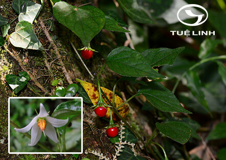 Lycianthes lysimachioides (Wall. ex Roxb.) Bitter 1 Lycianthes lysimachioides (Wall. ex Roxb.) Bitter 1