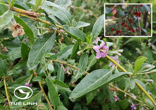 Lycium chinense Mill. 1