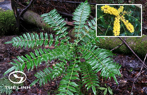 Mahonia oiwakensis Hayata 1