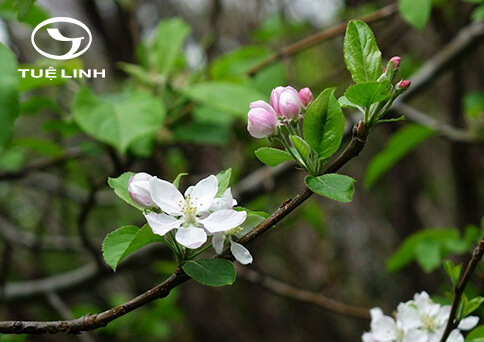 Malus pumila Mill. 1