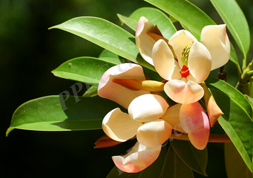 Manglietia duclouxii Finet & Gagnep. 1