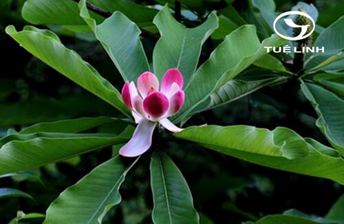 Manglietia insignis (Wall.) Blume 1