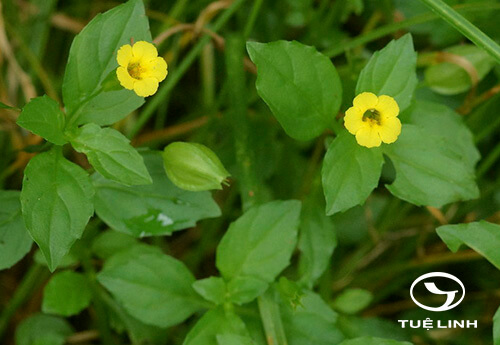 Mimulus nepalensis Benth. 1