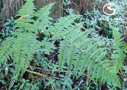 Monachosorum henryi H. Christ 1 Monachosorum henryi H. Christ 1