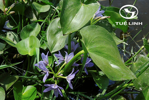 Monochoria vaginalis (Burm. f.) Presl 1 Monochoria vaginalis (Burm. f.) Presl 1