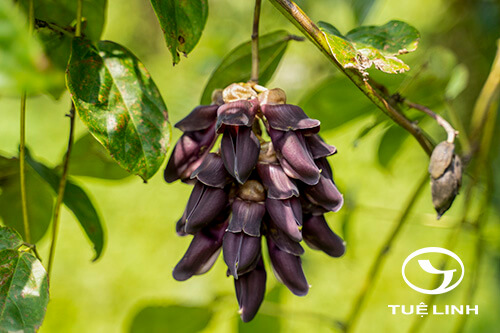 Mucuna nigricans (Lour.) Steud. 1