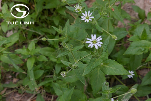 Myosoton aquaticum (L.) Moench 1 Myosoton aquaticum (L.) Moench 1