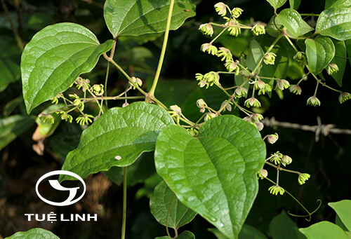 Naravelia zeylanica (L.) DC. 1