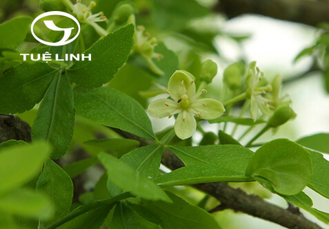 Naringi crenulata (M. Roem.) Nicols. 1 Naringi crenulata (M. Roem.) Nicols. 1