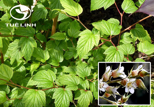 Neillia thyrsiflora D. Don 1 Neillia thyrsiflora D. Don 1