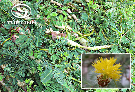 Neptunia oleracea Lour. 1 Neptunia oleracea Lour. 1