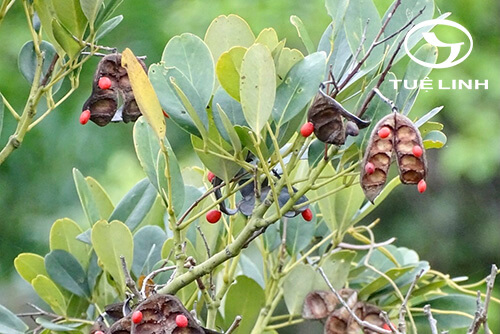 Ormosia emarginata (Hook. & Arn.) Benth. 1
