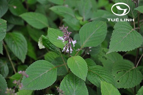 Orthosiphon rubicundus (D. Don) Benth. 1