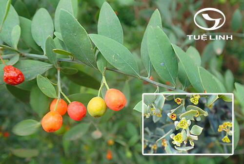 Osyris lanceolata Hochst. & Steud. ex DC. 1