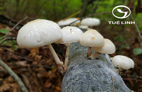 Oudemansiella mucida (Schrad.: Fr.) Hohnel 1 Oudemansiella mucida (Schrad.: Fr.) Hohnel 1