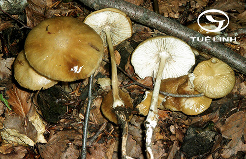 Oudemansiella radicata (Relh.: Fr.) Sing. 1 Oudemansiella radicata (Relh.: Fr.) Sing. 1