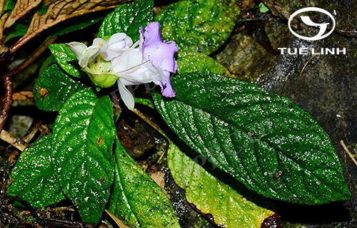 Paraboea sinensis (Oliv.) Burtt 1 Paraboea sinensis (Oliv.) Burtt 1