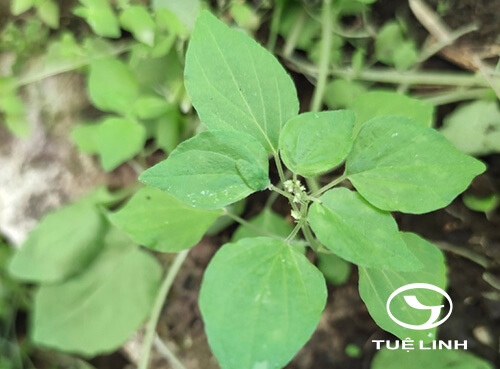 Parietaria micrantha Ledeb 1