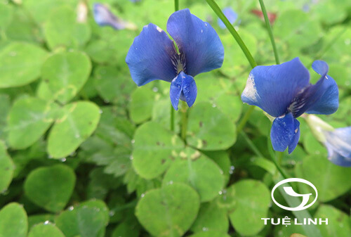 Parochetus communis Buch. Ham ex D. Don 1 Parochetus communis Buch. Ham ex D. Don 1