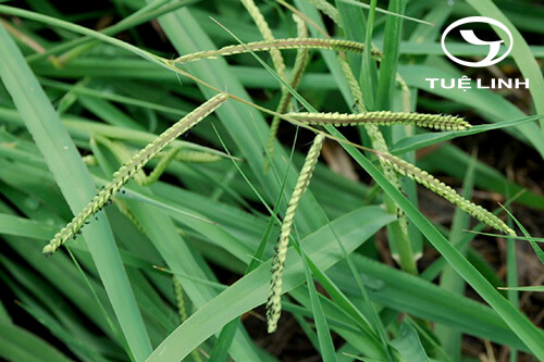 Paspalum dilatatum Poir 1