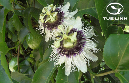 Passiflora edulis Sims 1 Passiflora edulis Sims 1