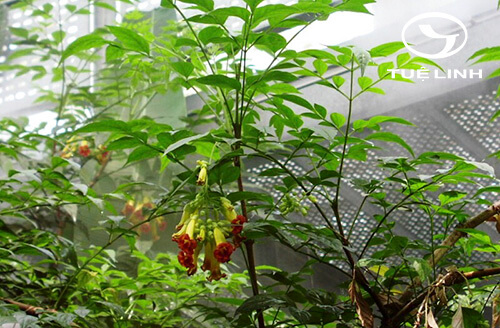 Pauldopia ghorta (G. Don) Steen. 1 Pauldopia ghorta (G. Don) Steen. 1