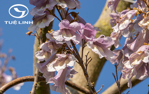 Paulownia fortunei (Seem.) Hemsl. 1