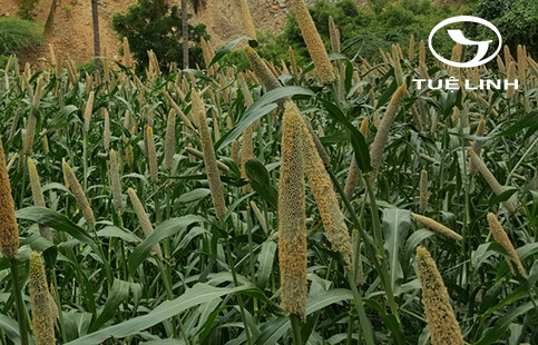 Pennisetum glaucum R.Br. 1 Pennisetum glaucum R.Br. 1