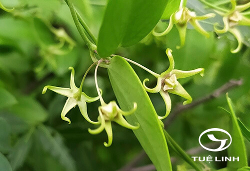 Pentatropis capensis (L. f.) Bull. 1