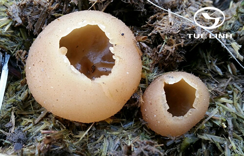 Peziza vesiculosa Fr 1