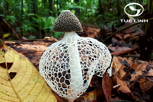 Phallus indusiatus Ver: Pes 1 Phallus indusiatus Ver: Pes 1