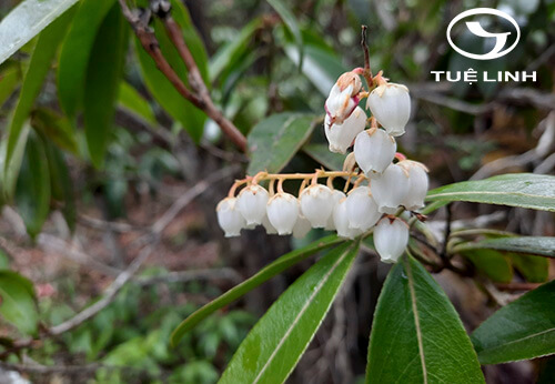 Pieris formosa (Wall.) D. Don 1 Pieris formosa (Wall.) D. Don 1