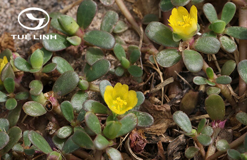 Portulaca oleracea L 1