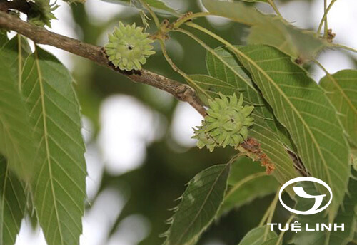 Quercus variabilis Blume 1 Quercus variabilis Blume 1