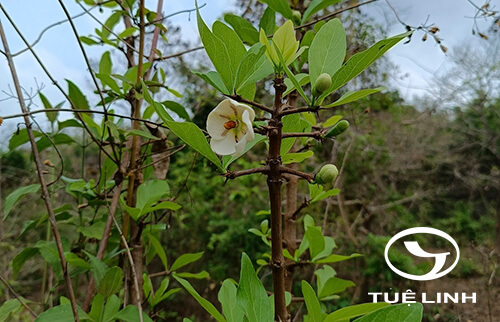 Randia uliginosa (Retz.) Poir. 1