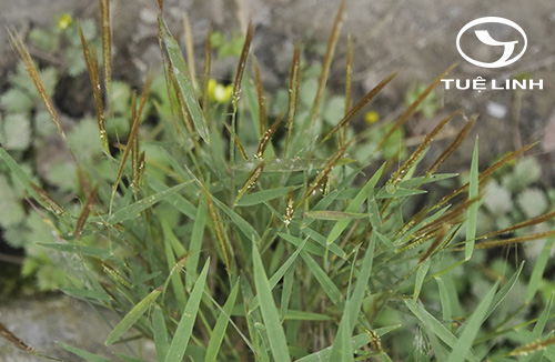 Pogonatherum crinitum (Thunb.) Kunth 1