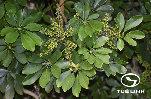 Schefflera alongensis R. Vig. 1 Schefflera alongensis R. Vig. 1