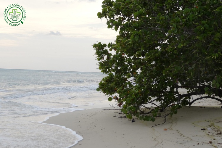 Đặc điểm phân bố, sinh thái. 1