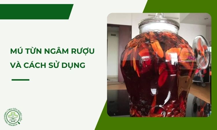 Mú từn ngâm rượu và cách sử dụng 1 Mú từn ngâm rượu và cách sử dụng 1