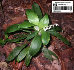 Ophiopogon dracaenoides Hook.f. 1