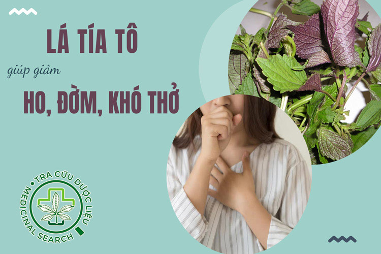 9 cách dùng lá tía tô giúp giảm ho, đờm, khó thở hiệu quả 1
