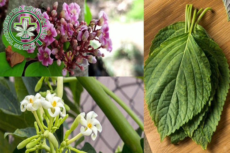 1.6. Hấp cách thủy lá tía tô cùng thảo dược khác 1