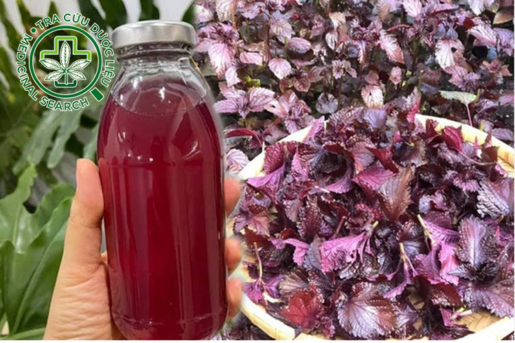 1.3. Nước tía tô và đường phèn 1