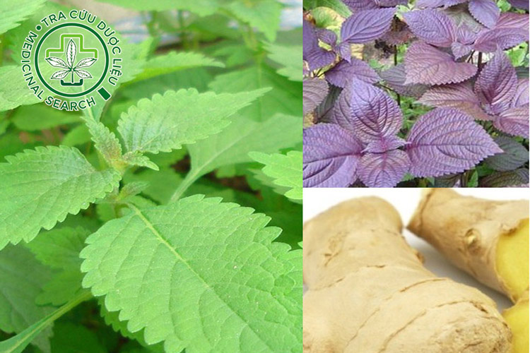 1.7. Nước sắc lá tía tô cùng thảo dược khác 1