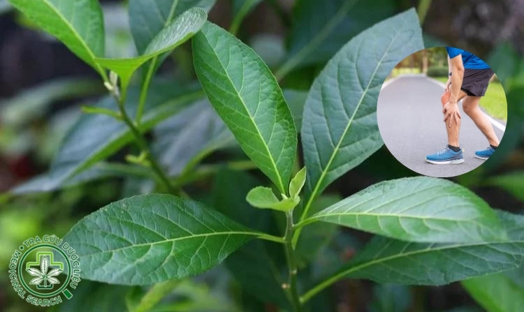 1. Cây mật gấu có tác dụng gì với bệnh xương khớp? 1